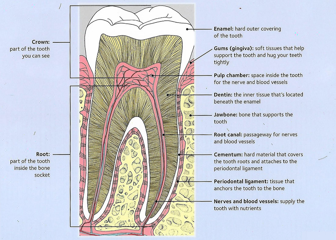 The Tooth Supporting Tissues